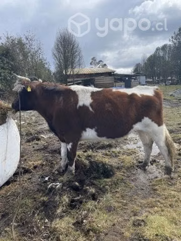 Novillo