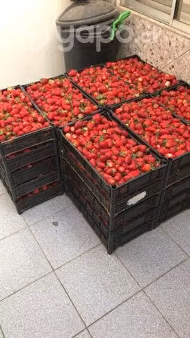 Frutillas orgánicas