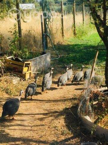 gallinetas - Imagen 2