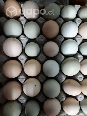 Huevos de campo