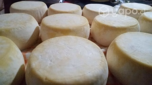 Quesos pasteurizados 1kg aprox - Imagen 2