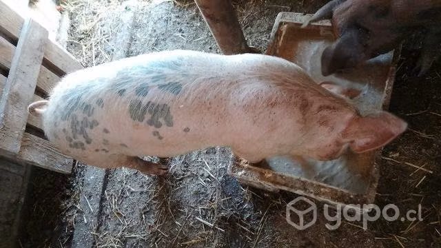 Cerdos lindos para iniciar una crianza