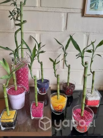 Lucky bamboo