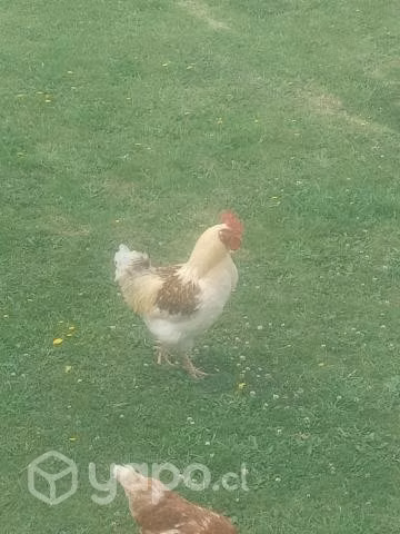 Gallo Lohmann Brown adulto