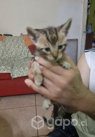 Se regalan gatitos