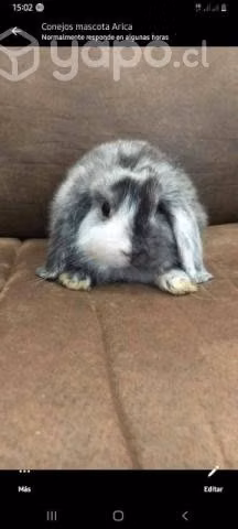 Mini lop