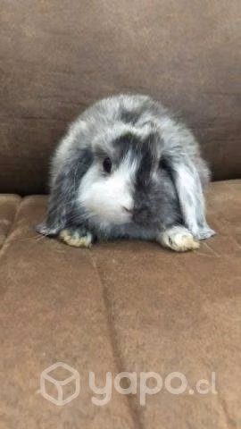 Mini lop