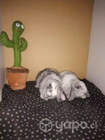 Mini lop