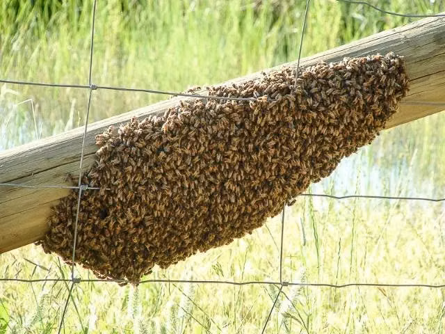 Enjambres de abeja