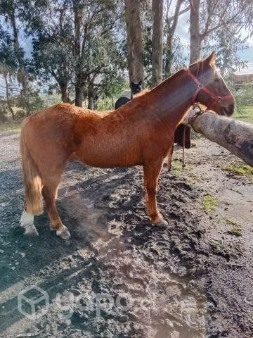 Caballo 9 años de montura.