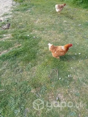 Gallinas ponedoras