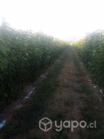 Plantas de cerezos terminada raíz desnuda entrega