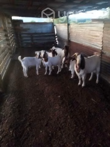 Chivatos reproductores raza Boer