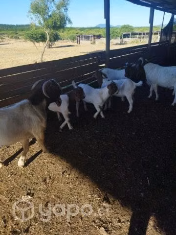 Chivatos reproductores raza Boer