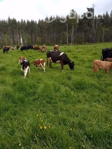 Vacas paridas