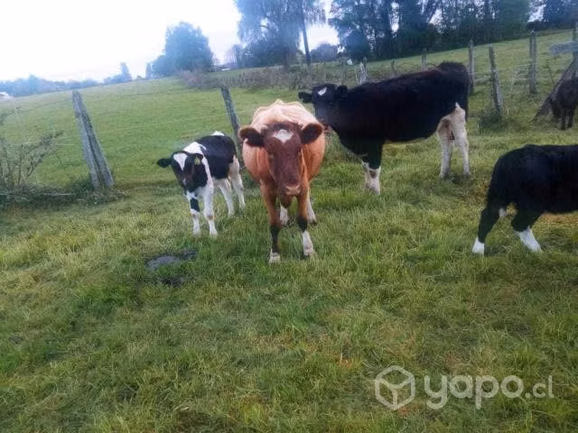 Vacas paridas - Imagen 3