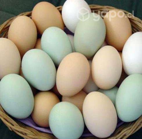 Huevos de campo - Imagen 2
