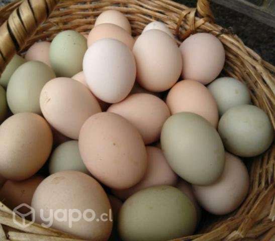Huevos de campo - Imagen 3
