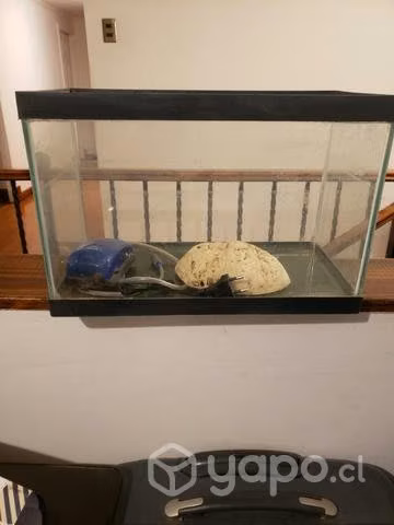 Acuario con accesorio