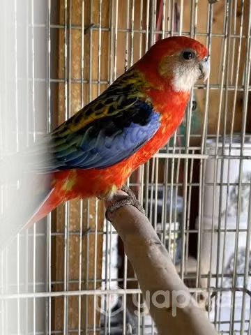 Rosella hembra anillada con documentación