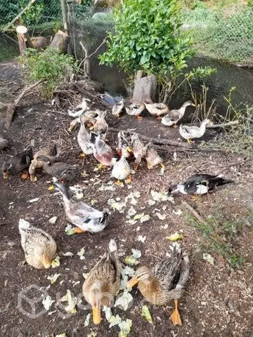 Patos y patas