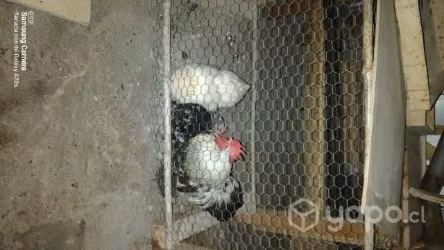 Gallinas conchinchinas enanas