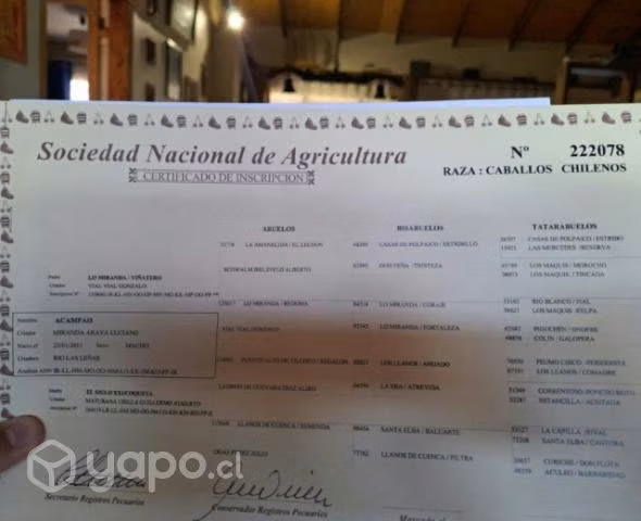 Caballo corralero - Imagen 5
