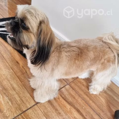 Busco polola shitzu