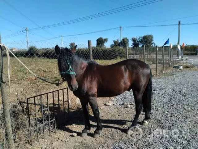 potro inscrito