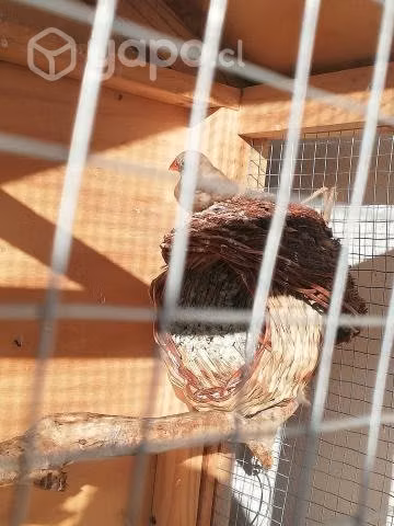 Jaula de pájaros grande