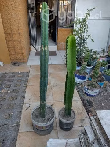 Candelabro 85 cms