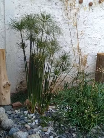 Papiro 1.5M c/+ d 20 plantas criando nuevas hijas