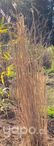 Plantascola