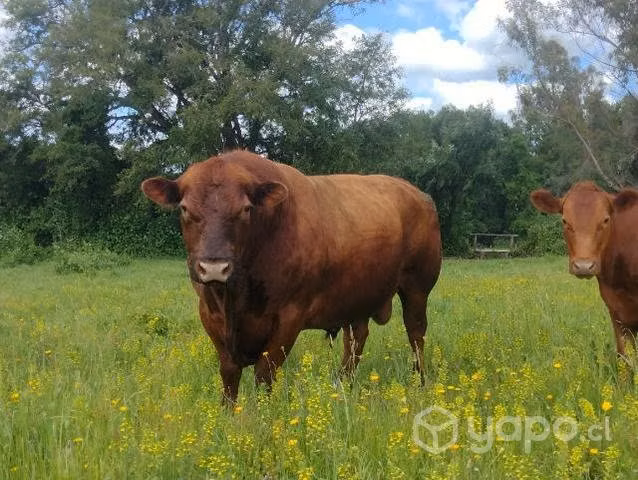 Toro Angus
