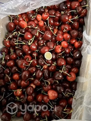 Cerezas de Exportación
