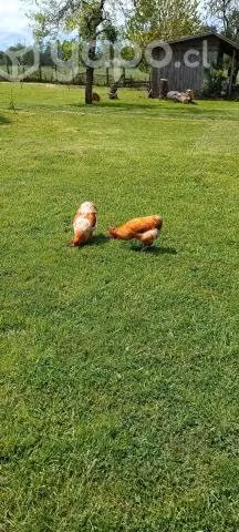 Gallitos Kolloncos