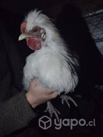 Gallo kollonko y gallo sedoso