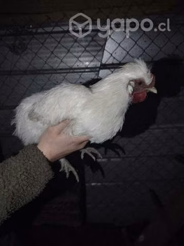 Gallo kollonko y gallo sedoso
