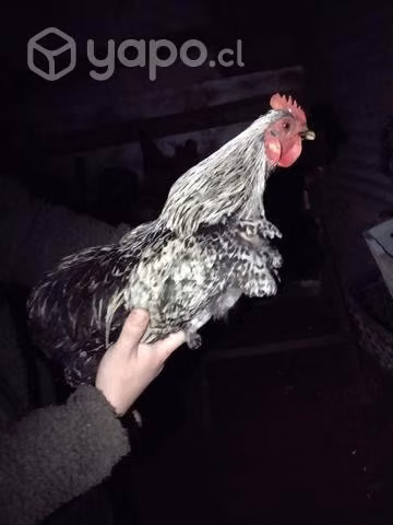 Gallo kollonko y gallo sedoso