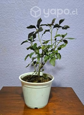 planta monalisa