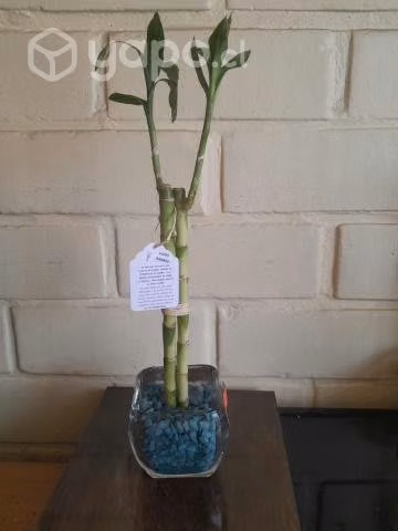Lucky Bamboo