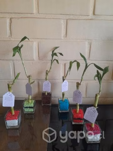 Lucky Bamboo
