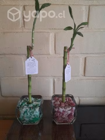 Lucky Bamboo