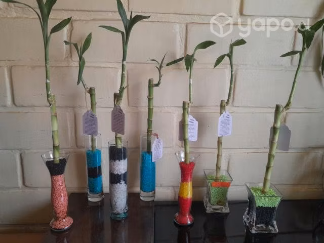 Lucky Bamboo