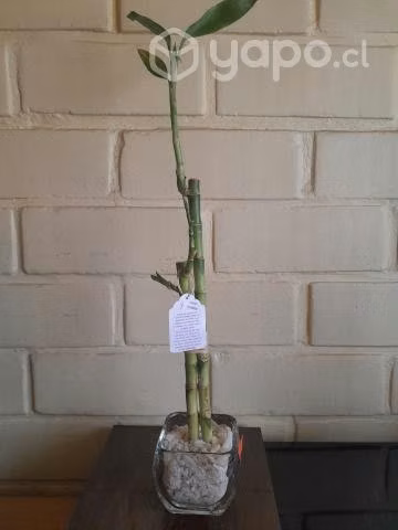 Lucky Bamboo