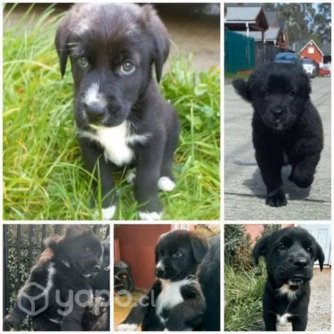 Cachorritos en adopción