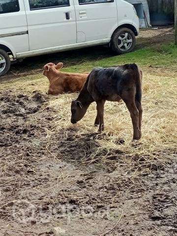 Lote - Imagen 4