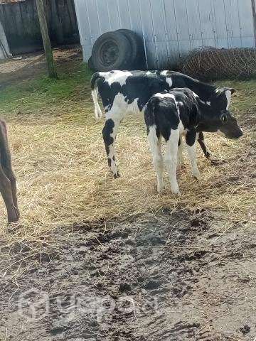 Lote - Imagen 2