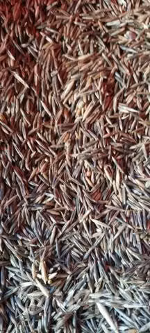 Avena strigosa