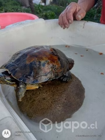 Tortuga oreja roja